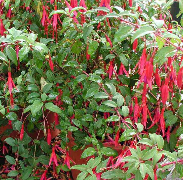 FUCHSIA MAGELLANICA